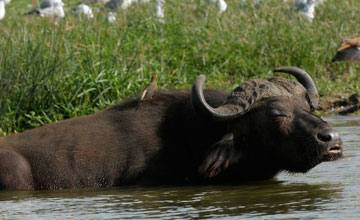 Yellow-billed oxpecker [Buphagus africanus]