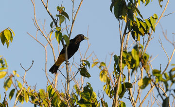 Yellow-rumped cacique [Cacicus cela cela]