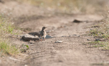 European greater short-toed lark [Calandrella brachydactyla brachydactyla]