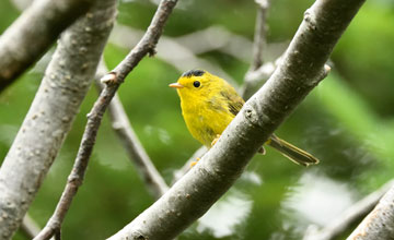 Mönchswaldsänger [Cardellina pusilla pusilla]