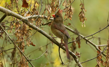 Northern cardinal [Cardinalis cardinalis cardinalis]