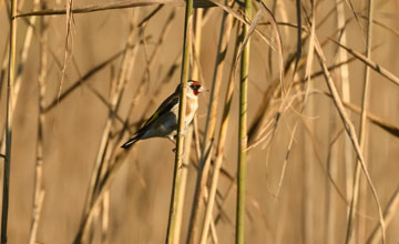 Distelfink [Carduelis carduelis carduelis]