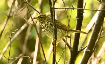 Hermit thrush [Catharus guttatus crymophilus]