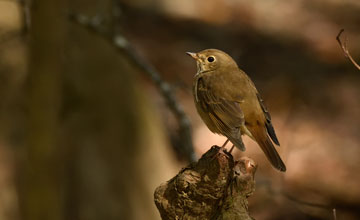 Hermit thrush [Catharus guttatus faxoni]