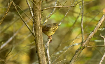 Zwergmusendrossel [Catharus ustulatus appalachiensis]