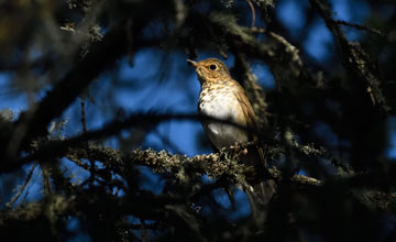 Swainson's thrush [Catharus ustulatus swainsoni]