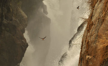 Lesser striped swallow [Cecropis abyssinica ampliformis]