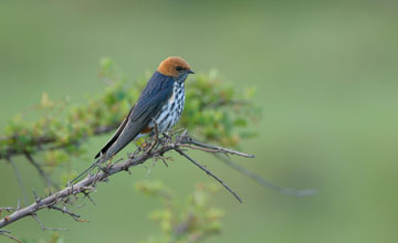 Lesser striped swallow [Cecropis abyssinica unitatis]