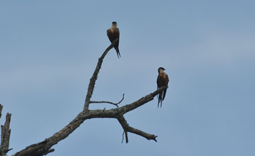 Mosque swallow [Cecropis senegalensis]