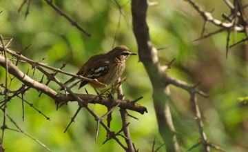 Weissbrauen-Heckensänger [Cercotrichas leucophrys leucophrys]