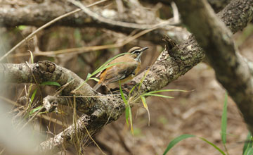 Bearded scrub robin [Cercotrichas quadrivirgata quadrivirgata]