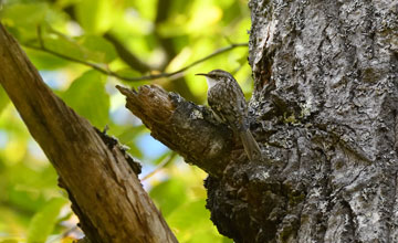 Brown creeper [Certhia americana americana]