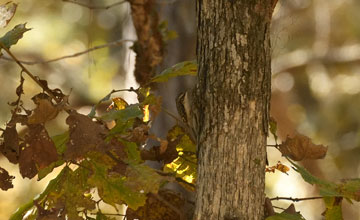 Brown creeper [Certhia americana nigrescens]