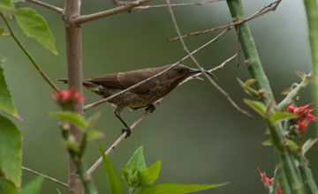 Rotbrust-Glanzköpfchen [Chalcomitra senegalensis]