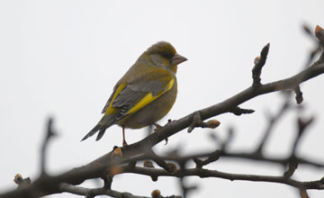 European greenfinch [Chloris chloris chloris]