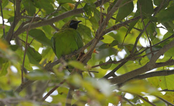 Jerdon's leafbird [Chloropsis jerdoni]