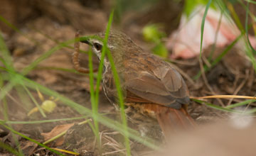 Spotted palm thrush [Cichladusa guttata]