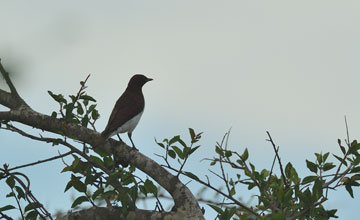 Violet-backed starling [Cinnyricinclus leucogaster verreauxi]