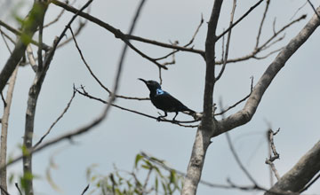 Purple sunbird [Cinnyris asiaticus asiaticus]