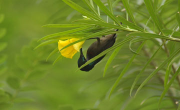 Lotennektarvogel [Cinnyris lotenius lotenius]