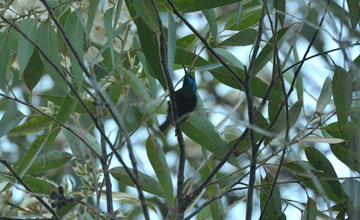 Stahlnektarvogel [Cinnyris notatus]