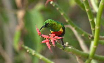 Beautiful sunbird [Cinnyris pulchella melanogastra]