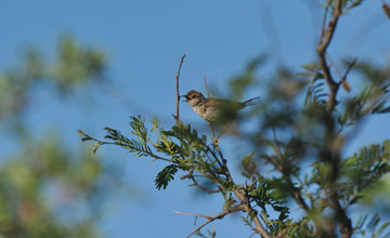 Rotscheitel-Zistensänger [Cisticola chiniana campestris]