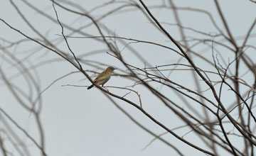 Golden-headed cisticola [Cisticola exilis rusticus]