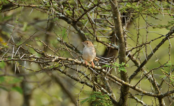 Piping cisticola [Cisticola fulvicapilla dumicola]