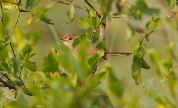 Croaking cisticola [Cisticola natalensis natalensis]