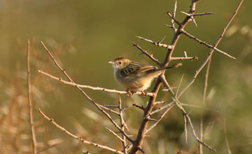 Rotkopf-Cistensänger [Cisticola ruficeps]