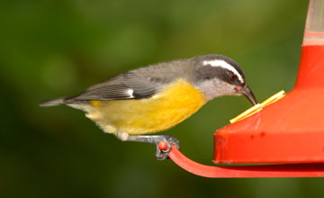 Bananaquit [Coereba flaveola mexicana]