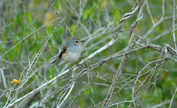 Madagaskardajal [Copsychus albospecularis pica]