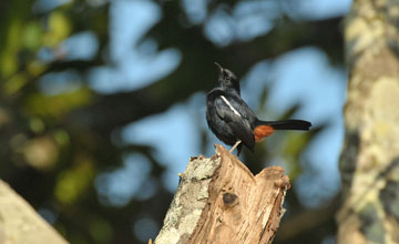 Strauchschmätzer [Copsychus fulicatus leucopterus]