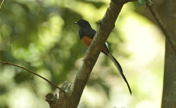 White-rumped shama [Copsychus malabaricus leggei]