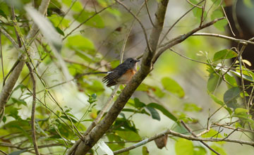 White-rumped shama [Copsychus malabaricus macrourus]