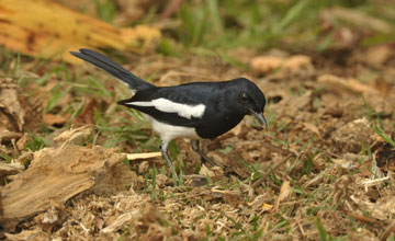 Dajaldrossel [Copsychus saularis ceylonensis]