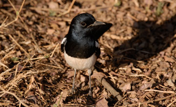 Oriental magpie-robin [Copsychus saularis saularis]