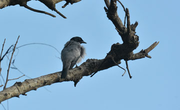 Black-headed cuckooshrike [Coracina melanoptera sykesi]