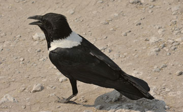 Schildrabe [Corvus albus]