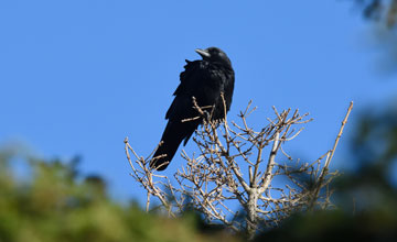 Amerikanerkrähe [Corvus brachyrhynchos brachyrhynchos]