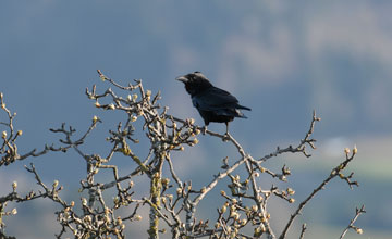 Kolkrabe [Corvus corax corax]