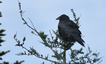 Kolkrabe [Corvus corax principalis]