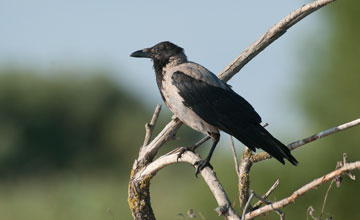 Nebelkrähe [Corvus cornix cornix]