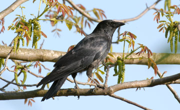 Rabenkrähe [Corvus corone corone]