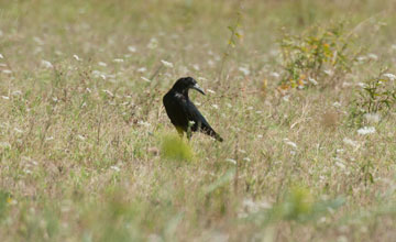 Saatkrähe [Corvus frugilegus]