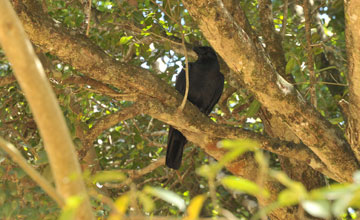 Dickschnabelkrähe [Corvus macrorhynchos culminatus]