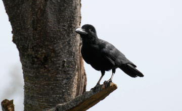 Dickschnabelkrähe [Corvus macrorhynchos tibetosinensis]