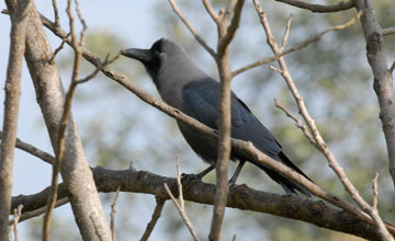 Glanzkrähe [Corvus splendens splendens]