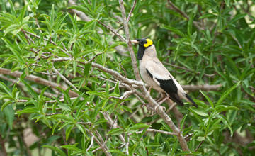 Wattled starling [Creatophora cinerea]